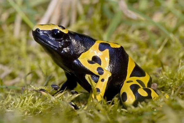 Yellow and Black Poison-Arrow Frog - Native to South America