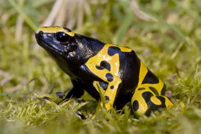 Framed Print : Yellow and Black Poison-Arrow Frog - Native to South America Framed Print : Yellow and Black Poison-Arrow Frog - Native to South America