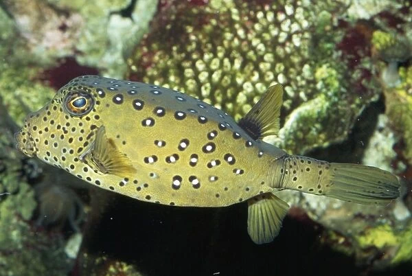 Yellow Boxfish Tropical Indo-Pacific