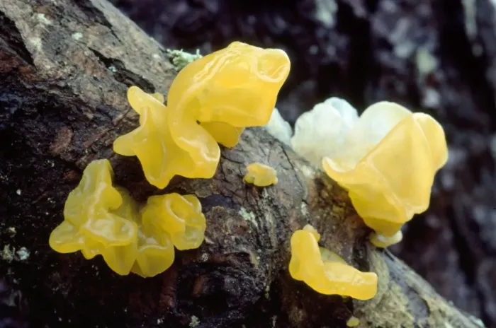 Framed Print : Yellow Brain / Jelly / Witch's Butter Fungi Framed Print : Yellow Brain / Jelly / Witch's Butter Fungi