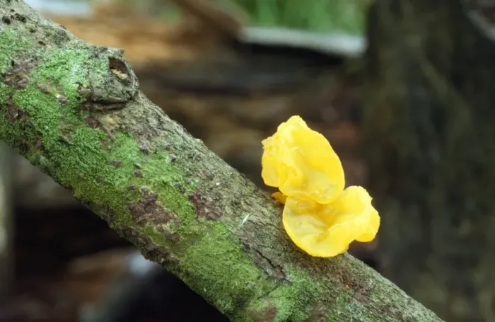 Framed Print : Yellow Brain / Jelly / Witch's Butter Fungi Framed Print : Yellow Brain / Jelly / Witch's Butter Fungi
