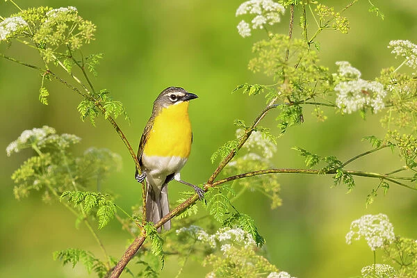 Yellow-breasted chat, Marion County, Illinois. Date: 17-06-2021