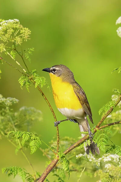 Yellow-breasted chat, Marion County, Illinois. Date: 17-06-2021