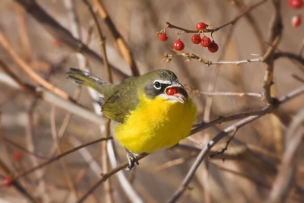Yellow-breasted Chat - in winter. Connecticut