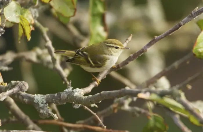 Framed Print : Yellow-browed Warbler - perched on branch, October Isles of Scilly Framed Print : Yellow-browed Warbler - perched on branch, October Isles of Scilly
