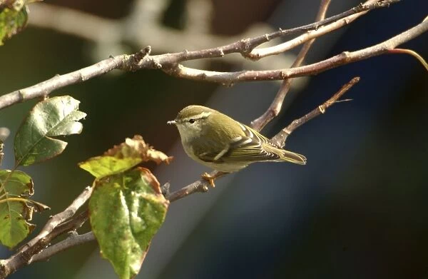 Yellow-browed Warbler - perched on branch, October Isles of Scilly