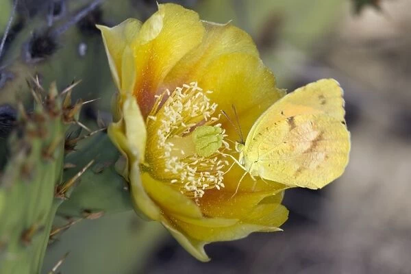Yellow Butterfly - on Prickly Pear Cactus Blossom (Opuntia mercerize) - Red Corral Ranch - Texas