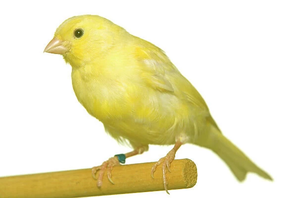 Yellow Canary - on perch