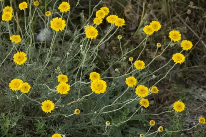 Framed Print : Yellow chamomile (Anthemis tinctoria). Sweden