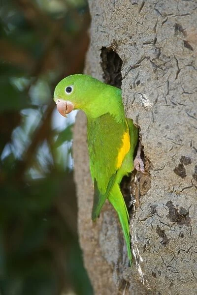 Yellow-chevroned Parakeet  /  Chiriri Parakeet -