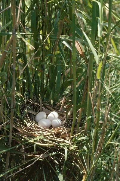 Yellow  /  Chinese Bittern - eggs in nest