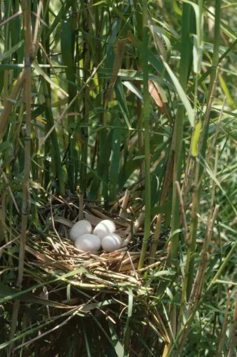 Framed Print : Yellow / Chinese Bittern - eggs in nest Framed Print : Yellow / Chinese Bittern - eggs in nest