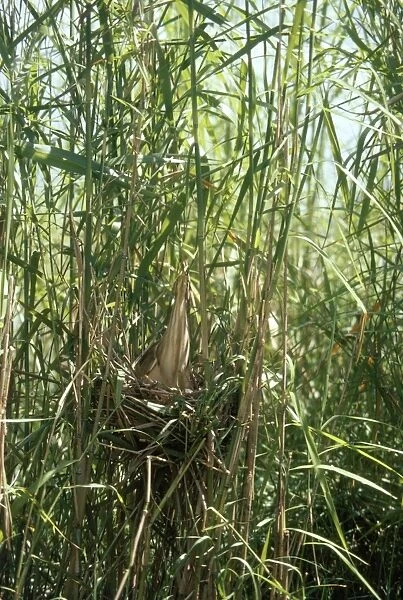 Yellow  /  Chinese Bittern - in nest - distant view showing camouflage