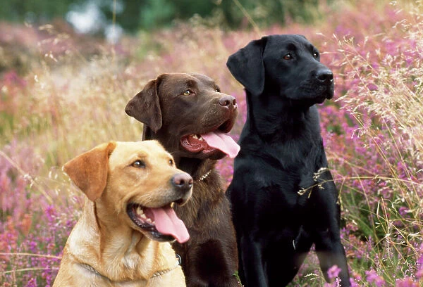 Yellow, Chocolate & Black Labrador Dogs