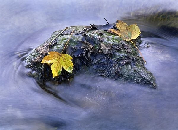 Yellow coloured maple leaves stranded on a rock located in a creek Baden-Wuerttemberg, Germany