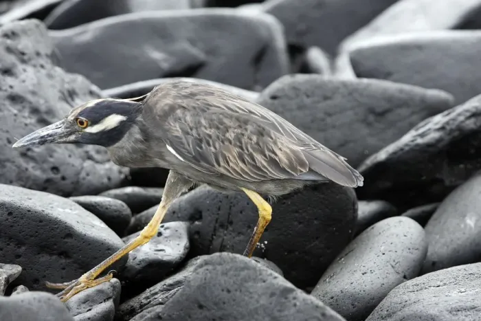 Framed Print : Yellow crowned Night Heron adult. Espagnola Island. Galapagos Islands Framed Print : Yellow crowned Night Heron adult. Espagnola Island. Galapagos Islands
