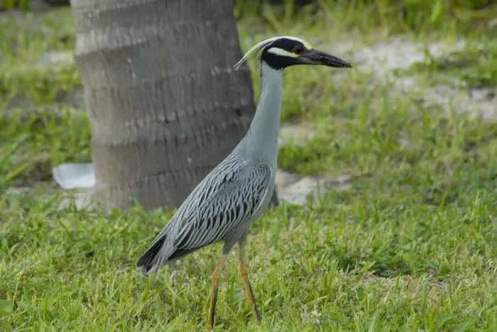 Framed Print : Yellow-crowned Night-Heron in breeding plumage. Searching for crabs in hotel grounds. Inhabits salt marshes, mangroves and swamps. Roosts in trees in wet woods, swamps and low coastal shrubs Framed Print : Yellow-crowned Night-Heron in breeding plumage. Searching for crabs in hotel grounds. Inhabits salt marshes, mangroves and swamps. Roosts in trees in wet woods, swamps and low coastal shrubs