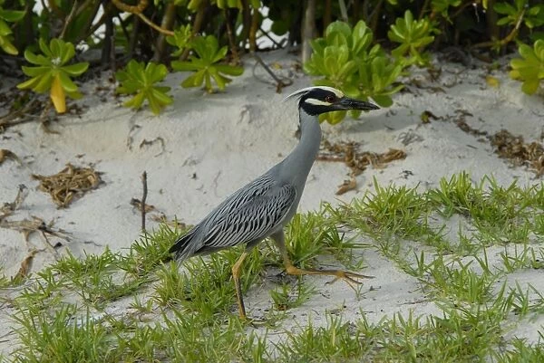 Yellow-crowned Night-Heron in breeding plumage. Searching for crabs in hotel grounds. Inhabits salt marshes, mangroves and swamps. Roosts in trees in wet woods, swamps and low coastal shrubs
