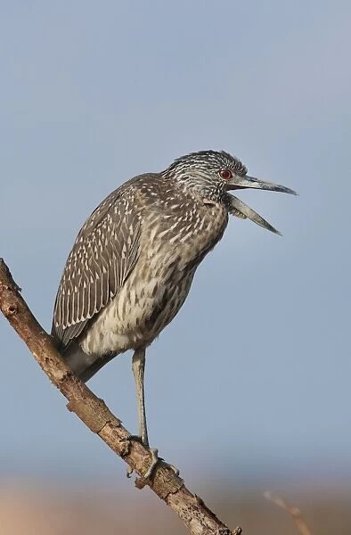 Yellow-crowned Night Heron - immature plumage - perched on branch - CT - October - USA