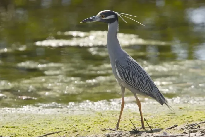 Framed Print : Yellow-crowned night heron. Mainly nocturnal Framed Print : Yellow-crowned night heron. Mainly nocturnal