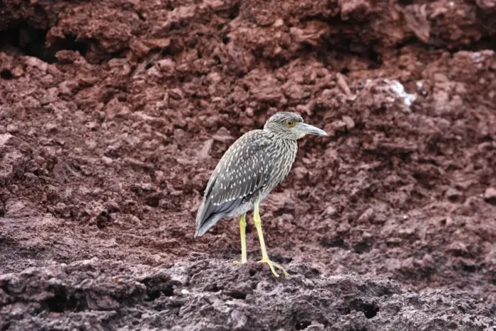 Framed Print : Yellow-crowned Night Heron young, Espagnola Island. Galapagos Islands Framed Print : Yellow-crowned Night Heron young, Espagnola Island. Galapagos Islands