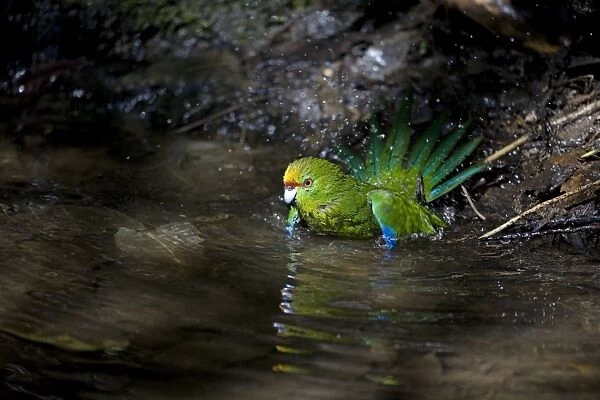 Yellow-crowned Parakeet - bathing on Motuara Island - Queen Charlotte Sound - South Island - New Zealand