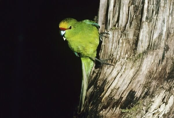 Yellow-crowned parakeet - perched on trunk of tree - Arthurs Pass National Park New Zealand