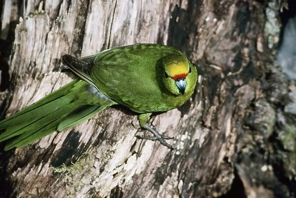 Yellow-crowned parakeet - perched on trunk of tree - Arthurs Pass National Park New Zealand