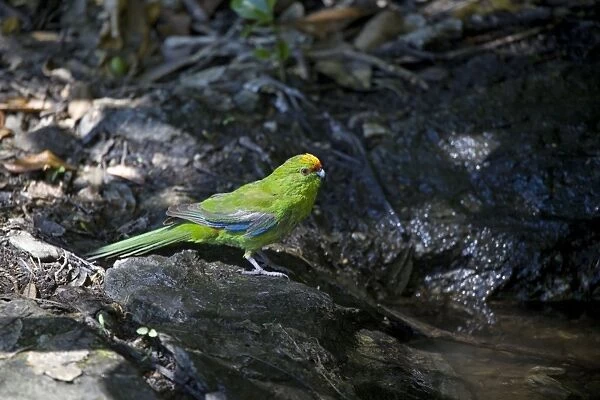 Yellow-crowned Parakeet - at pool - Motuara Island - Queen Charlotte Sound - South Island - New Zealand