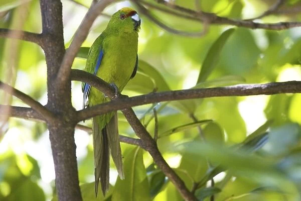 Yellow-crowned Parakeet - Queen Charlotte Sound - South Island - New Zealand