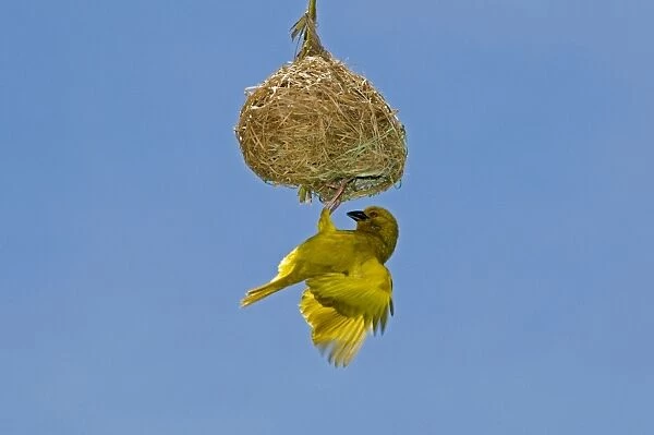 Yellow  /  Eastern Golden Weaver - male displaying on nest - eastern coastal strip from South Africa to Kenya. Qolora Mouth, nr East London, Eastern Cape, South Africa
