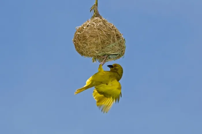 Framed Print : Yellow  /  Eastern Golden Weaver - male displaying on nest - eastern coastal strip from South Africa to Kenya. Qolora Mouth, nr East London, Eastern Cape, South Africa