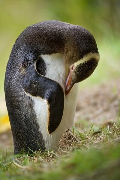 Yellow-eyed Penguin - adult arranging and cleaning its plumage