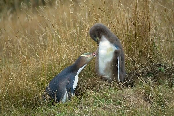 Yellow-eyed Penguin - adult and chick interacting by adult caring for its chicks plumage