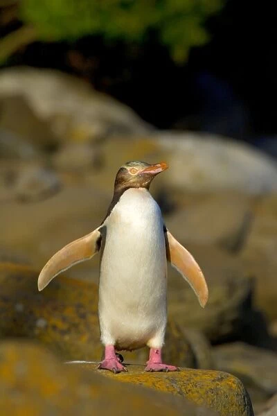 Yellow-eyed Penguin adult flapping and drying its wings before feeding its young which is hidden in the coastal vegetation Curio Bay, Catlins, South Island, New Zealand