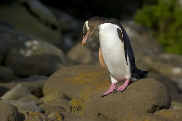 Framed Print : Yellow-eyed Penguin adult about to hop over rocks to cover the distance from the ocean to its nest hidden in the coastal vegetation Curio Bay, Catlins, South Island, New Zealand