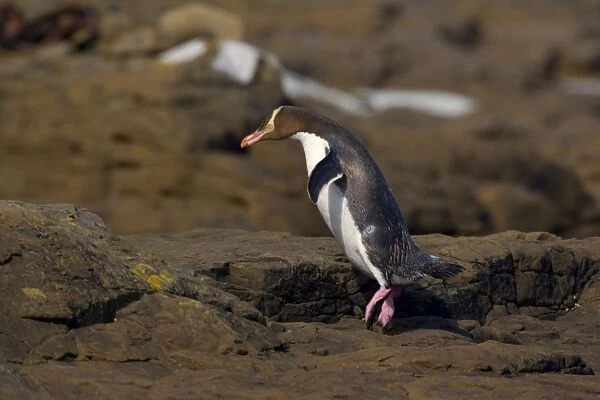 Yellow-eyed Penguin adult hopping over rocks to cover the distance from the ocean to its nest hidden in the coastal vegetation Curio Bay, Catlins, South Island, New Zealand