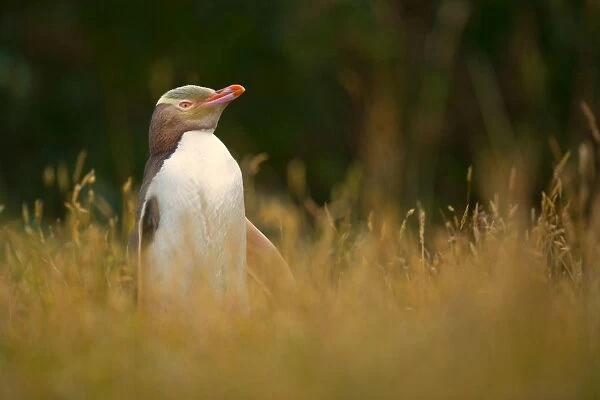 Yellow-eyed Penguin - adult standing amidst coastal vegetation looking out