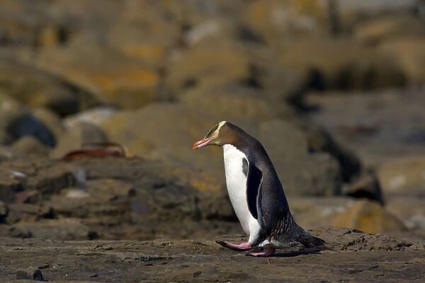 Yellow-eyed Penguin adult walking over rocks to cover the distance from the ocean to its nest hidden in the coastal vegetation Curio Bay, Catlins, South Island, New Zealand