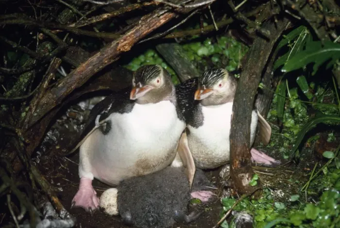 Framed Print : Yellow-eyed Penguin - at nest with chick New Zealand Framed Print : Yellow-eyed Penguin - at nest with chick New Zealand