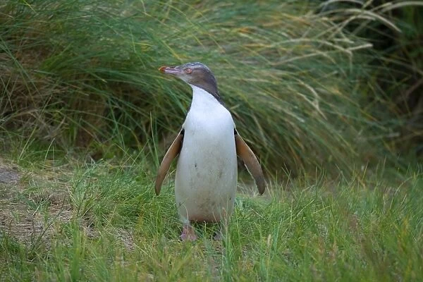 Yellow-eyed Penguin - young adult standing amidst coastal vegetation looking around curiously