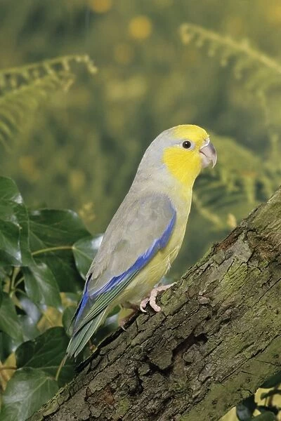 Yellow-faced Parrotlet - Maranon Valley - Libertad - Peru