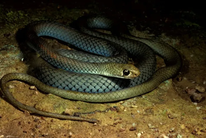 Framed Print : Yellow-faced whipsnake. Not dangerous though if large its bite can cause pain Framed Print : Yellow-faced whipsnake. Not dangerous though if large its bite can cause pain