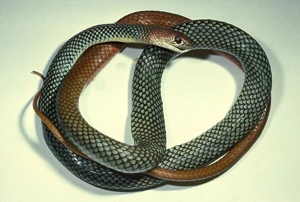 Yellow-faced whipsnake - a subspecies noted for communal nesting