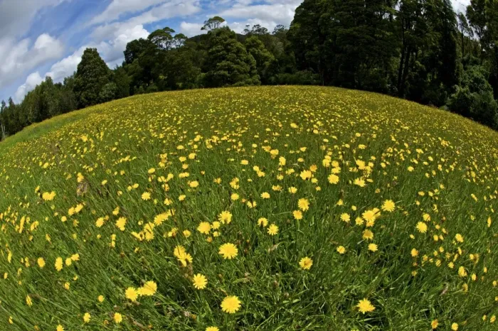 Framed Print : Yellow flowers in meadow - fisheye lens - Otway National Park - Australia Framed Print : Yellow flowers in meadow - fisheye lens - Otway National Park - Australia