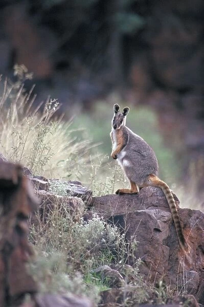 Yellow-footed Rock Wallaby - South Australia - Marsupial - Now common only in the Flinders Ranges-SA - Inhabits dry country in rocky areas - Protected - Populations have declined due to predation by man (for fur)
