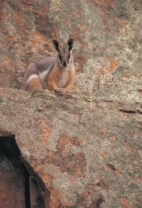 Framed Print : Yellow-footed Rock Wallaby - South Australia - Marsupial - Now common only in the Flinders Ranges-SA - Inhabits dry country in rocky areas - Protected - Populations have declined due to predation by man (for fur) Framed Print : Yellow-footed Rock Wallaby - South Australia - Marsupial - Now common only in the Flinders Ranges-SA - Inhabits dry country in rocky areas - Protected - Populations have declined due to predation by man (for fur)