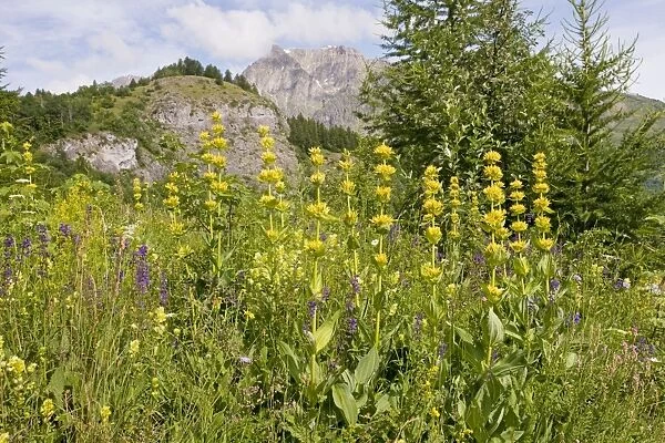 Yellow Gentian - in flowery meadow in the Narreyroux valley, the Ecrins National Park, French Alps, France