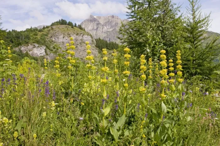 Framed Print : Yellow Gentian - in flowery meadow in the Narreyroux valley, the Ecrins National Park, French Alps, France Framed Print : Yellow Gentian - in flowery meadow in the Narreyroux valley, the Ecrins National Park, French Alps, France
