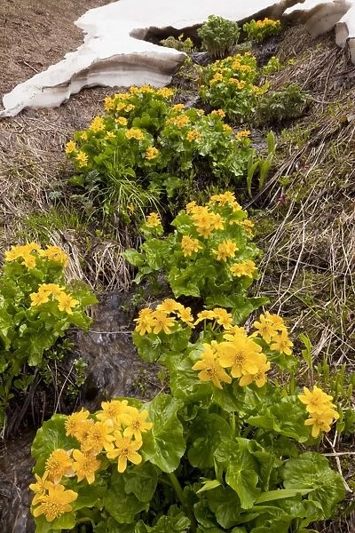 Yellow  /  Giant Marsh Marigold - high in the Lesser Caucasus, Georgia